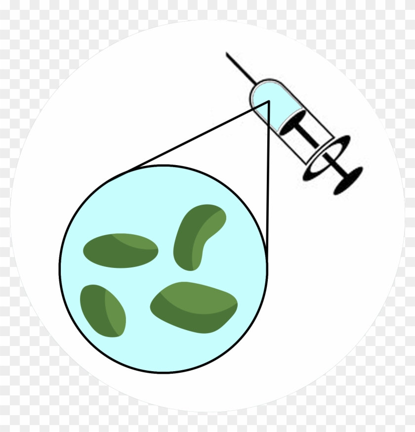 Bacterial 'islets Of Langerhans' - Circle #639536