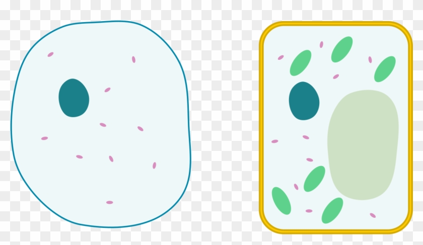 Differences Between Simple Animal And Plant Cells - Plant Cell And Animal Cell Without Labels #640147