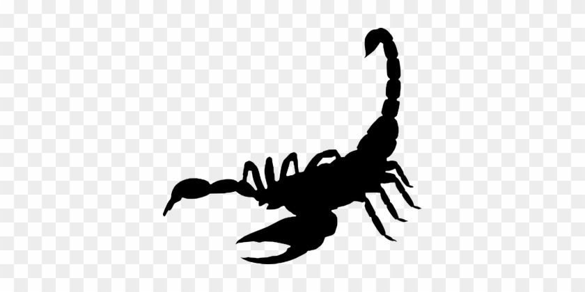 Scorpion, Arachnida , Silhouette - Скорпион Png #646247
