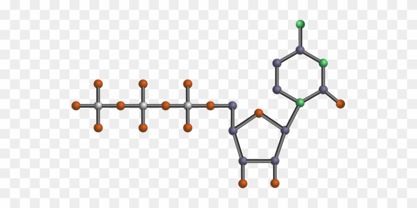 Nucleotide Dna Pyrimidine Rna Biology Chem Drawing Of Atp Free