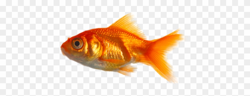 Real Fish Png Image - Real Fish Png - Free Transparent PNG Clipart Images  Download