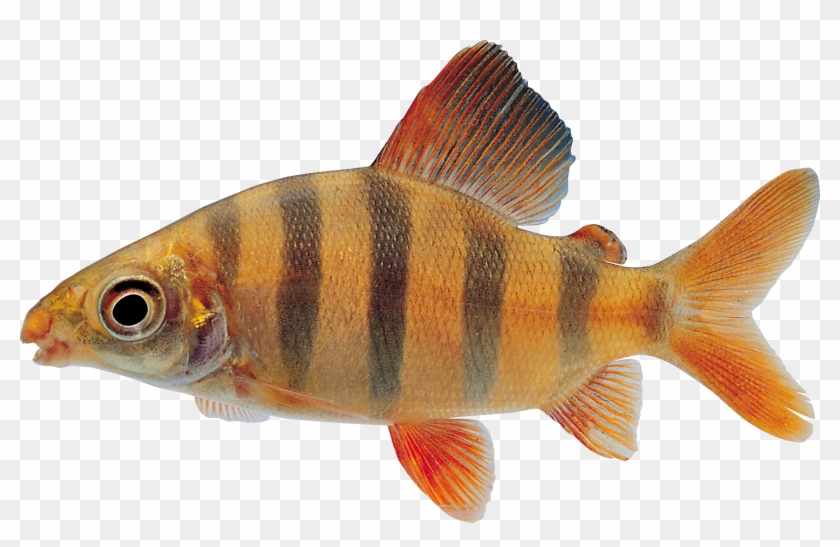 Fish Png - Picsart Fish Png #656079