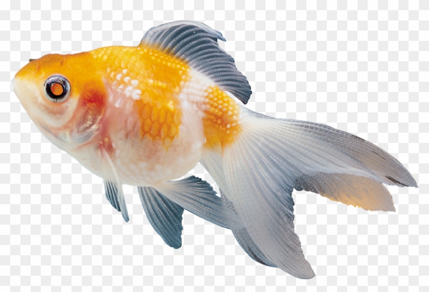 Colour Fish Images Png #656116