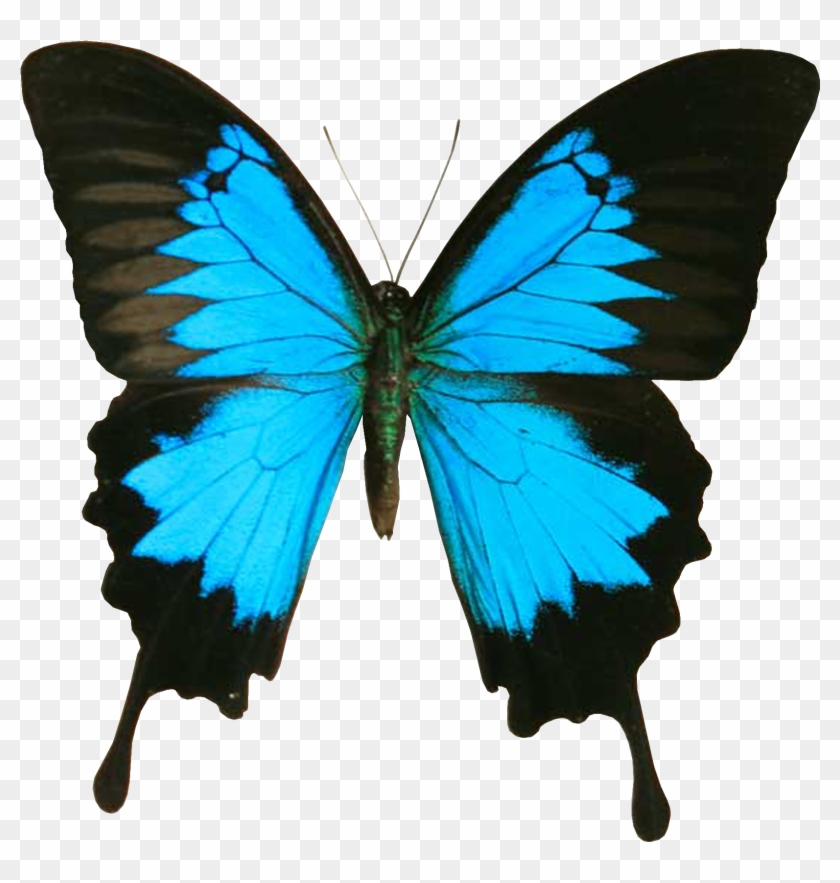 Blue And Black Butterfly Clipart - Blue And Black Butterfly #659864