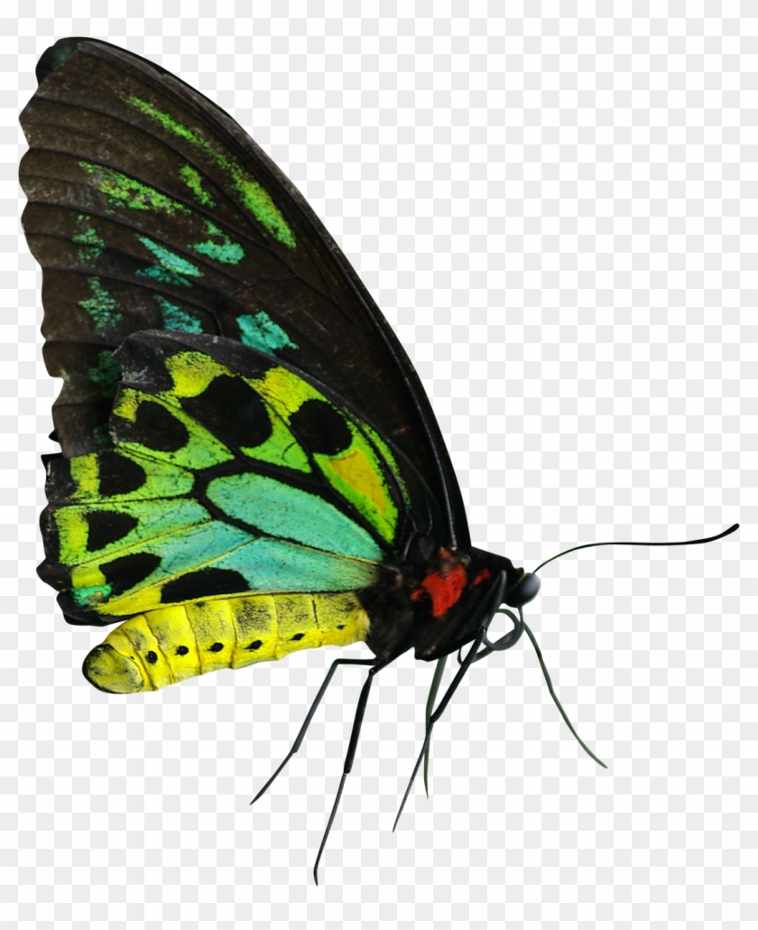 Butterfly Green Yellow Red Png Image - ภาพ ผีเสื้อ สี เขียว #661665