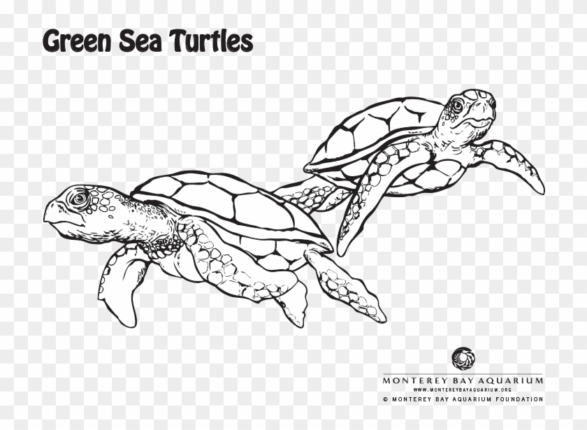 green sea turtle coloring page  green sea turtle coloring