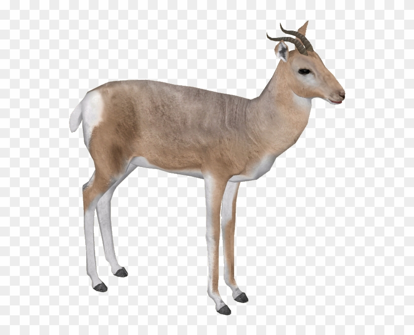 Gazelle Png Pic - Gazelle Png #663927