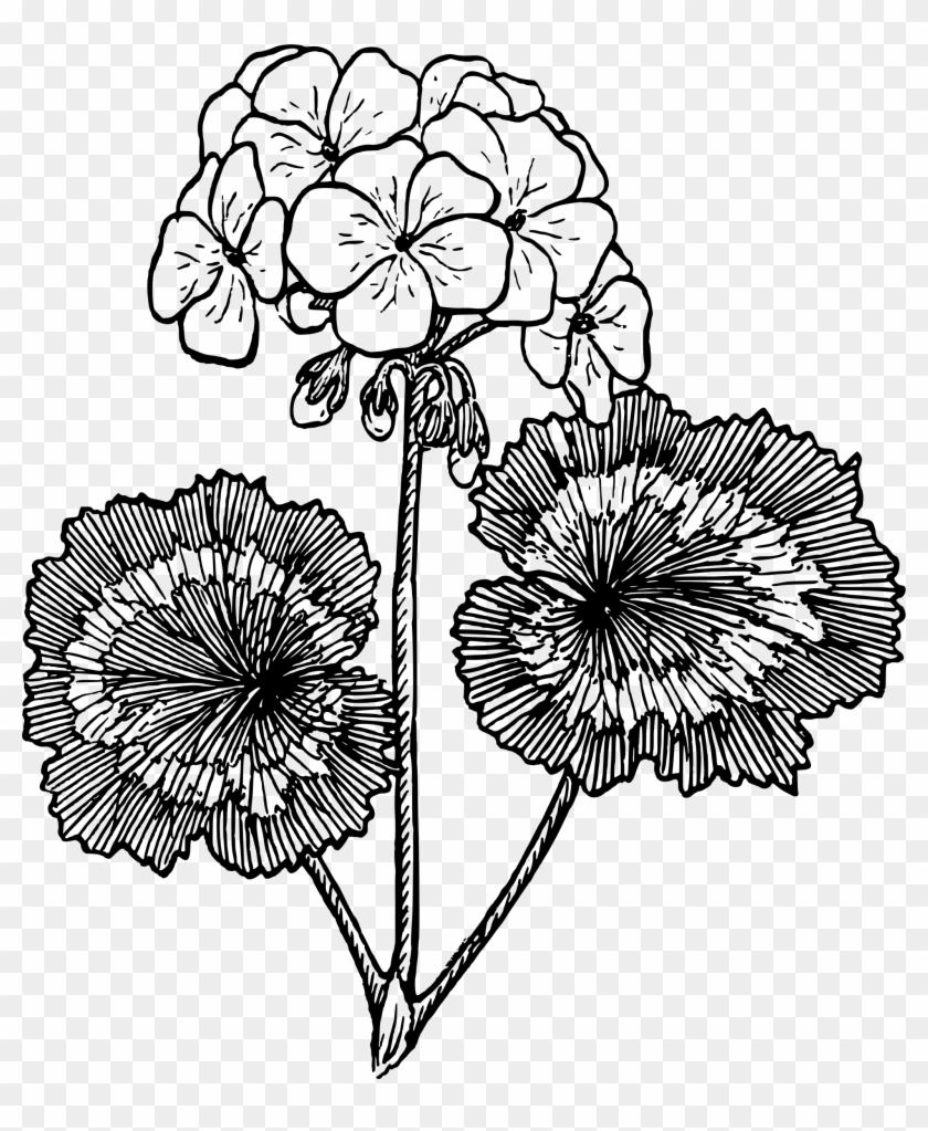 Big Image - Geranium Black And White #669883