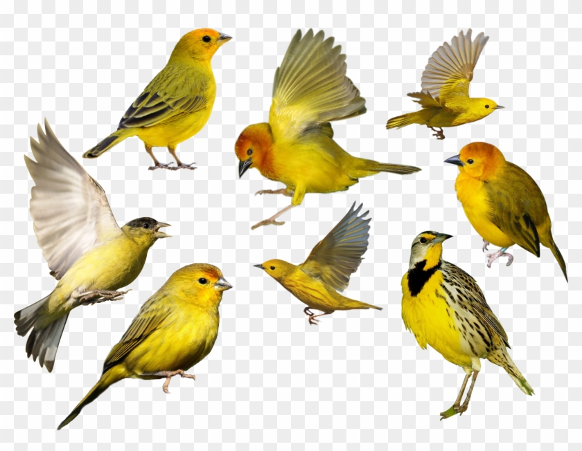 Aves Png - Bird #669994