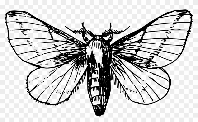 Maple Moth - Moth Clipart Black And White #670716