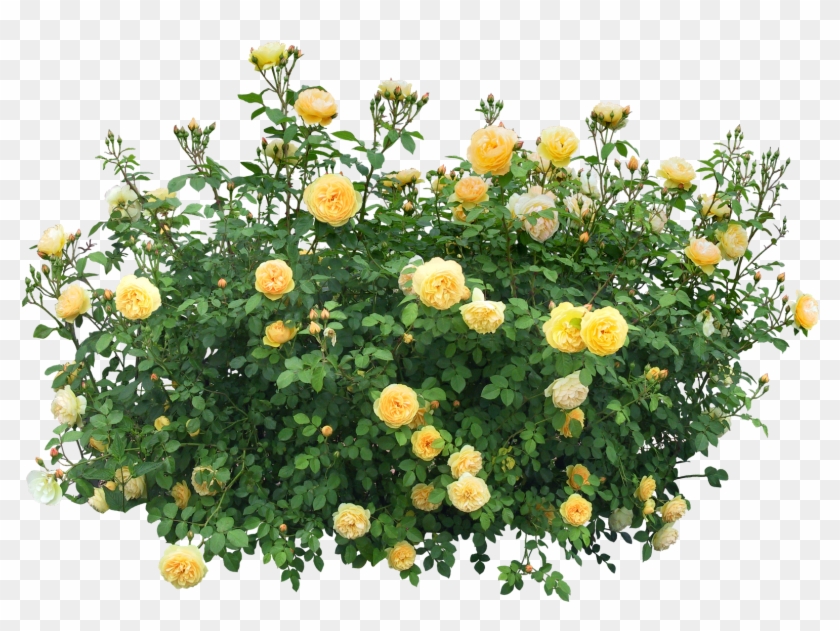 You Might Also Like - Flower Shrub Png #671666