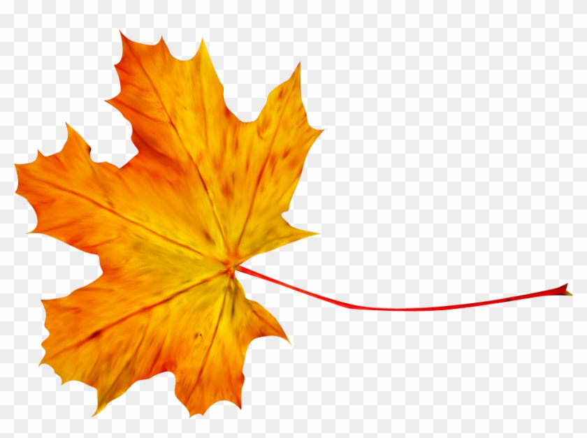 Autumn Leaf Photography Clip Art - Autumn Leaf Photography Clip Art #673251