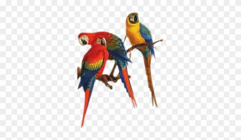 Parrots-three - Parrots On Branch Png #673584