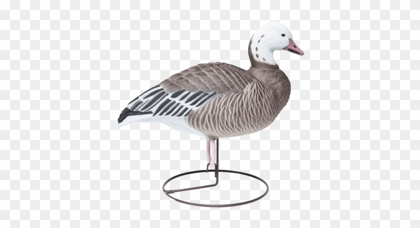 Field Blues Content Goose Hunting Decoy From Final - Snow Goose #673703