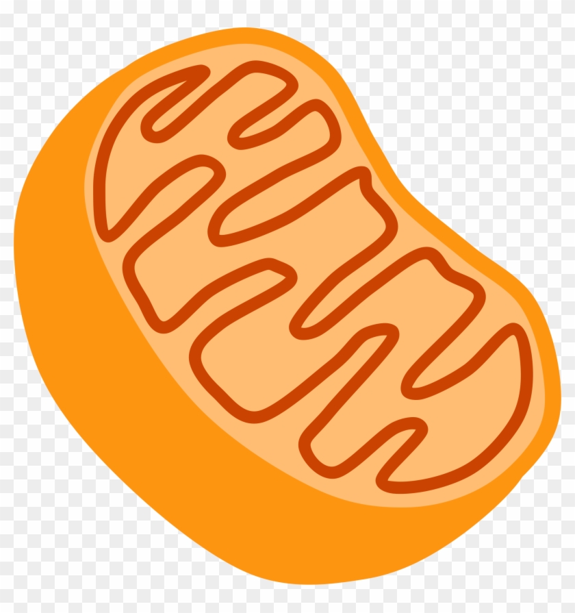 Image Result For Mitochondria - Mitochondria Clipart #679109