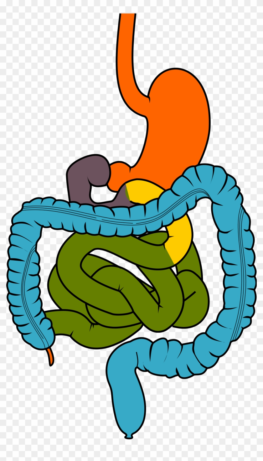 File - Gisystem - Svg - Gastrointestinal Clipart #122868