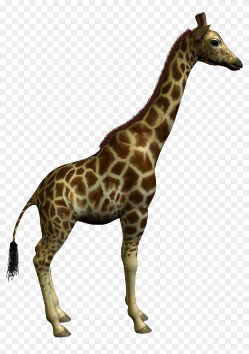 Giraffe Clipart Real - Objects And Classes In Java #126248