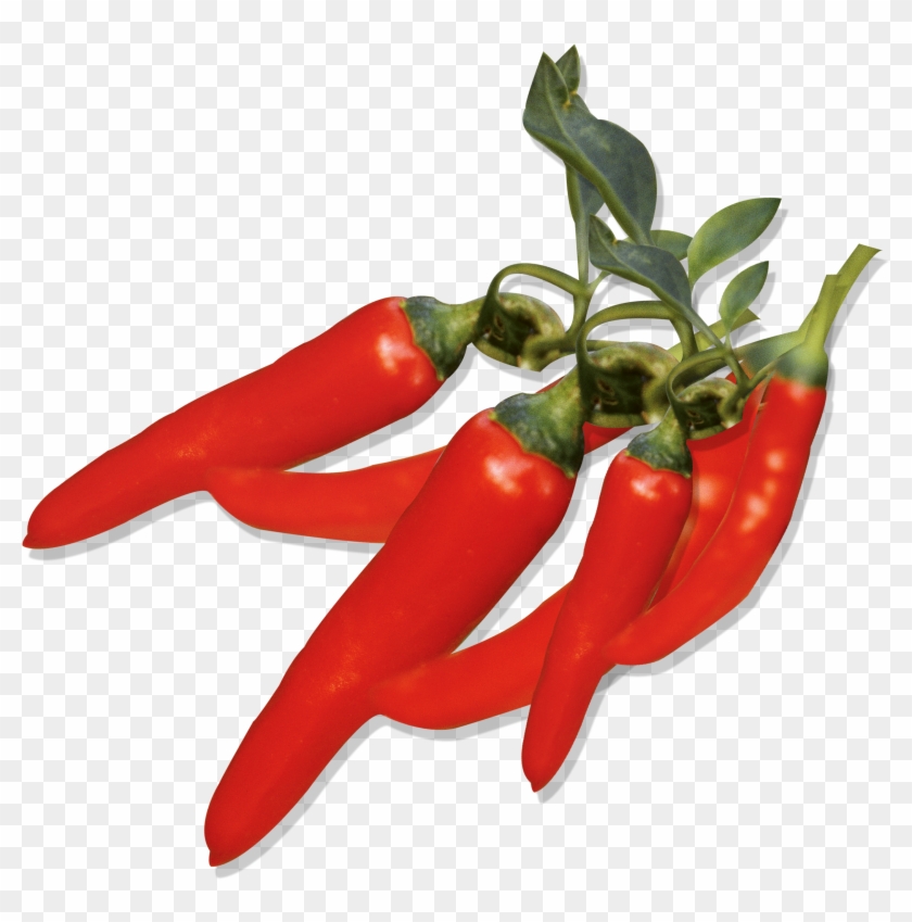 Capsicum Annuum Chili Pepper Fruit Wallpaper - Capsicum Annuum Png #688312