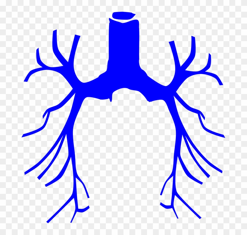 Respiratory Treatment Cliparts 2, Buy Clip Art - Lungs Clip Art #692571