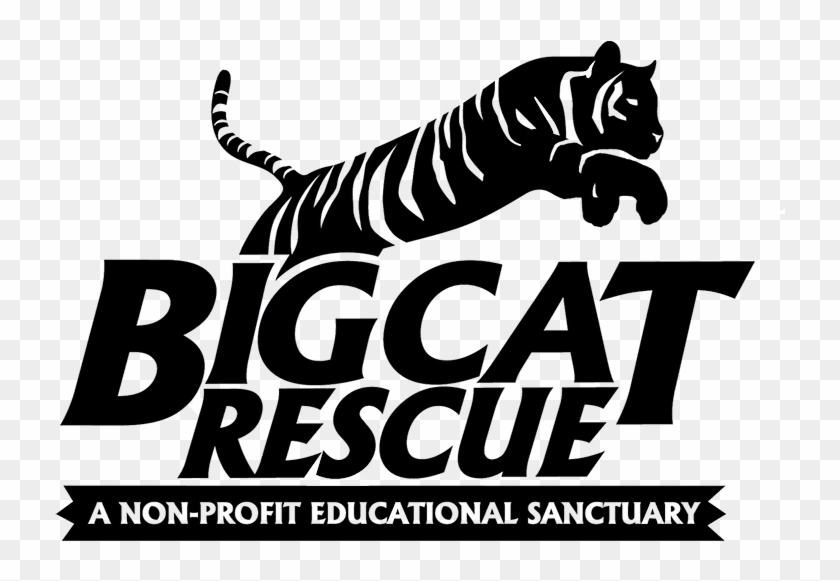 Download Big Cat Rescue Is Caring For Big Cats And Ending The Big Cat Rescue Tampa Free Transparent Png Clipart Images Download 3D SVG Files Ideas | SVG, Paper Crafts, SVG File