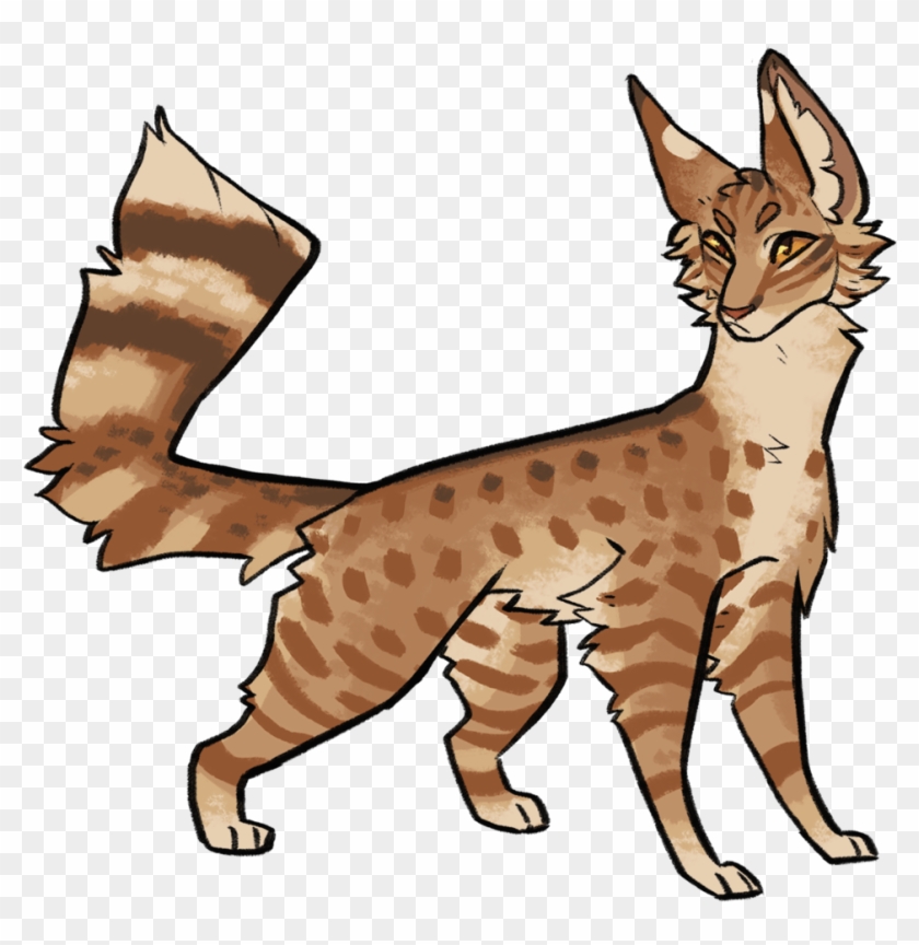 Pheasantstar By Raccoonhearted Pheasantstar By Raccoonhearted - Abyssinian #700449