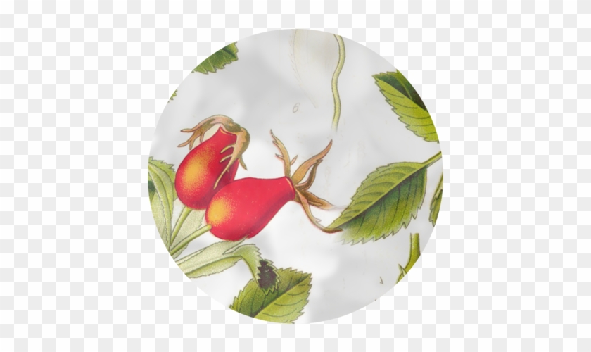 Wild Rose Fundation - Ceramic #701481