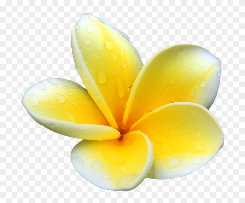 Our Powerful Organic Bio-active Ingredients Are Wild - Flower Plumeria ...