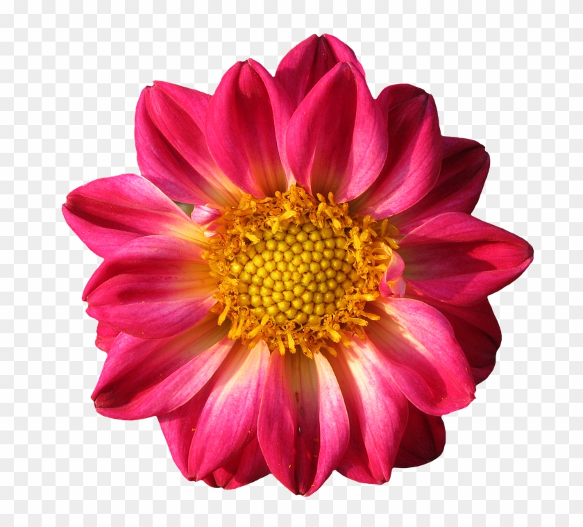 Gazania Png Pic - Garden #701648