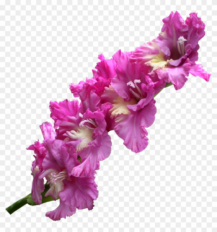 Gladiolus Transparent Png - Gladiolus #701662