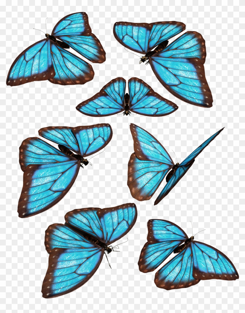 Blue Butterflies By Darkadathea On Deviantart Rh Darkadathea - Blue Butterflies By Darkadathea On Deviantart Rh Darkadathea #702265