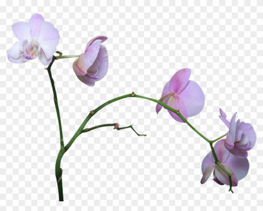 Cut Flowers Orchids Clip Art - Cut Flowers Orchids Clip Art #704424