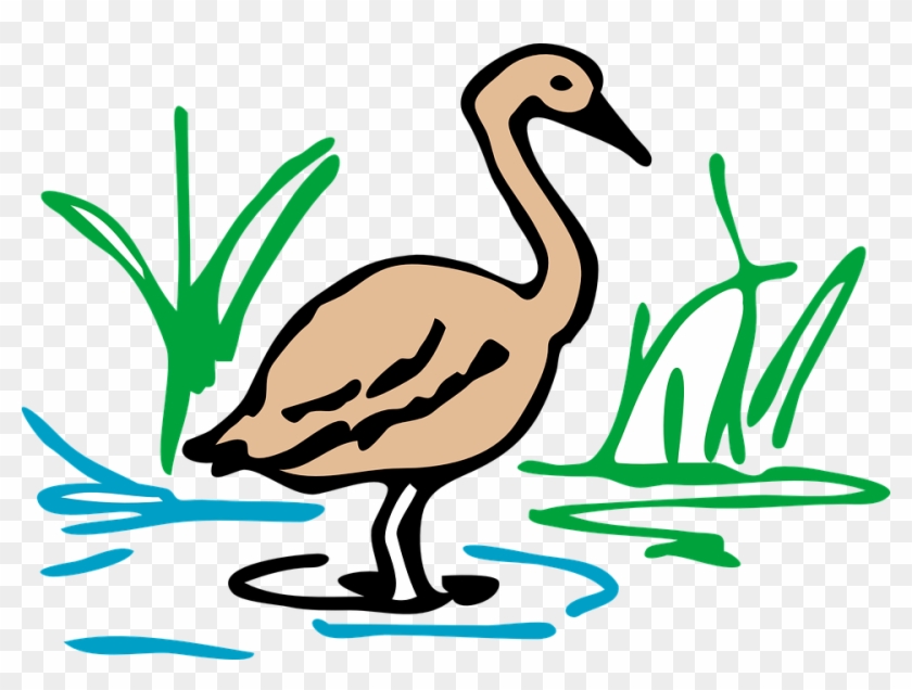 Brown Duck Goose Bird Waterfowl Standing Still - Duck Drawing In Color #137344