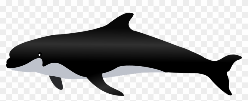 Whale Png - Cetacea #729495