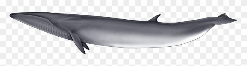 Whale Png - Cetacea #729516