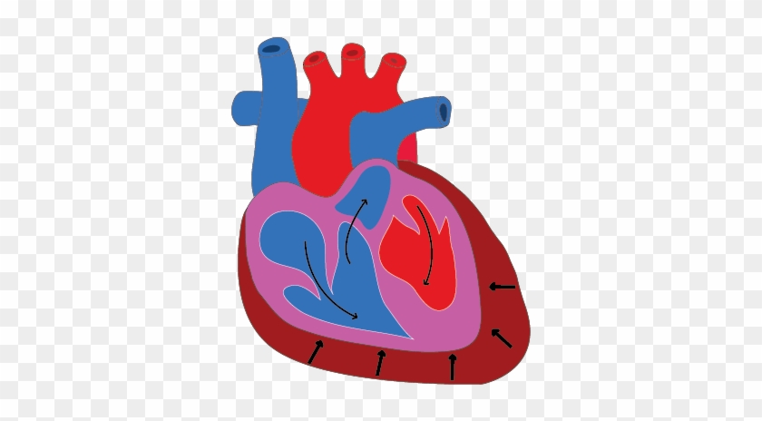 Assessment Of Pericardial Effusion - Pericardial Effusion #732788