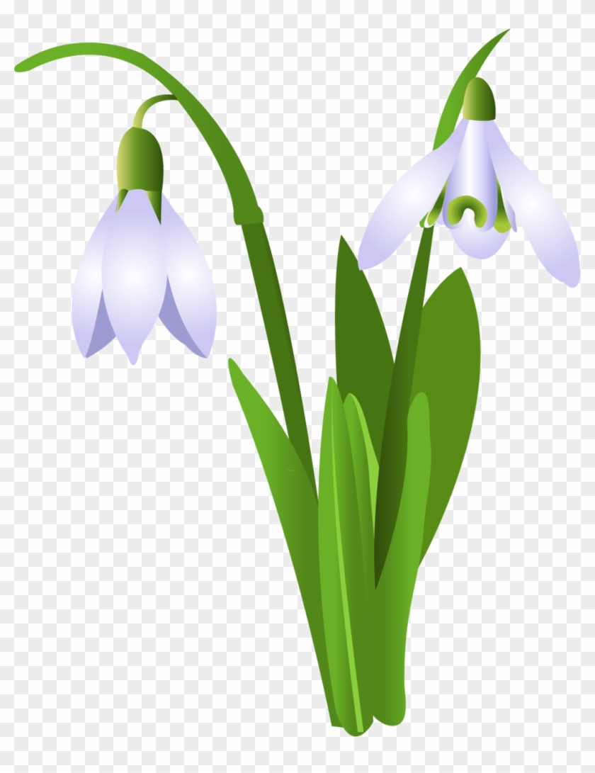 Download Snowdrop Flower Clip Art Snowdrop Flower Clip Art Free Transparent Png Clipart Images Download