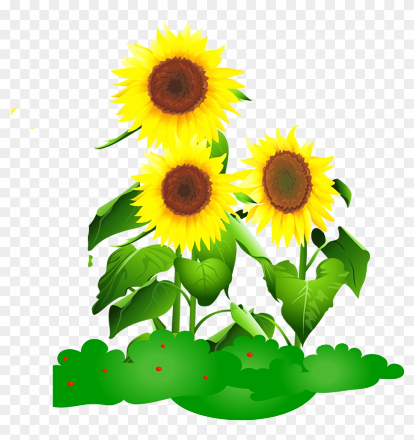 Common Sunflower Drawing Animation - Common Sunflower Drawing Animation ...