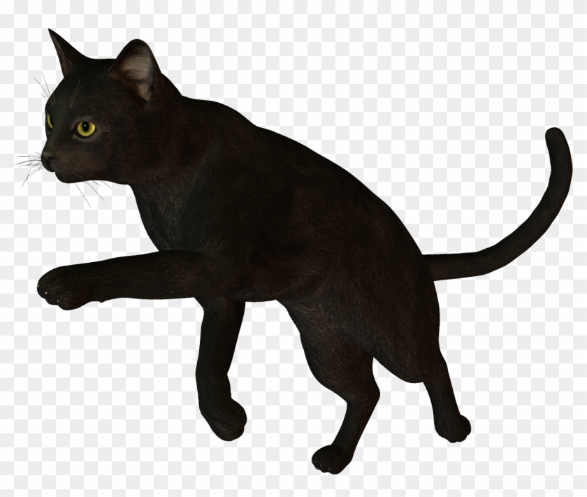 Bombay Cat Korat Burmese Cat Havana Brown Black Cat - Bombay Cat Korat Burmese Cat Havana Brown Black Cat #743431