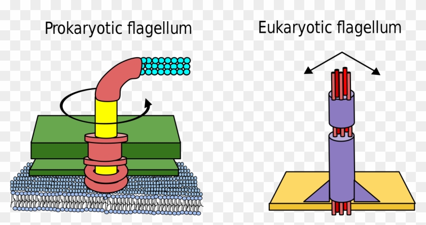 Open - Flagella Prokaryotic And Eukaryotic #748204