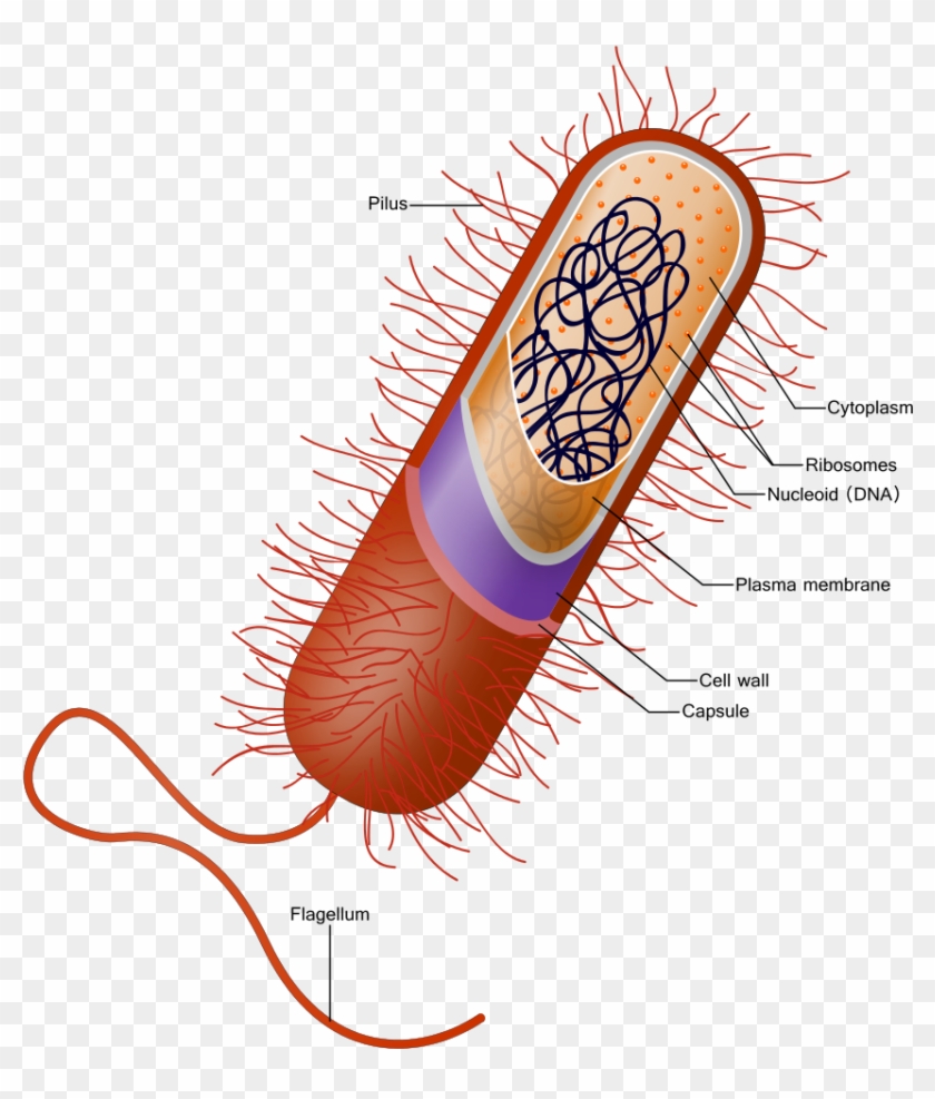 Prokaryote - Flagella #748209