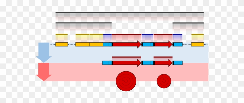 Prokaryote Gene Structure Diagram - Difference Between Enhancer And Promoter #748217