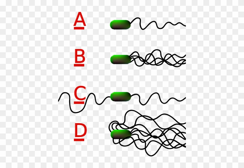 Examples Of Bacterial Flagella Arrangement Schemes - Amphitrichous Flagella #748220