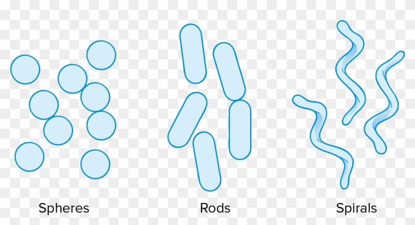 Prokaryotic Cells Are Typically Shaped As Either Spheres - Light #748222