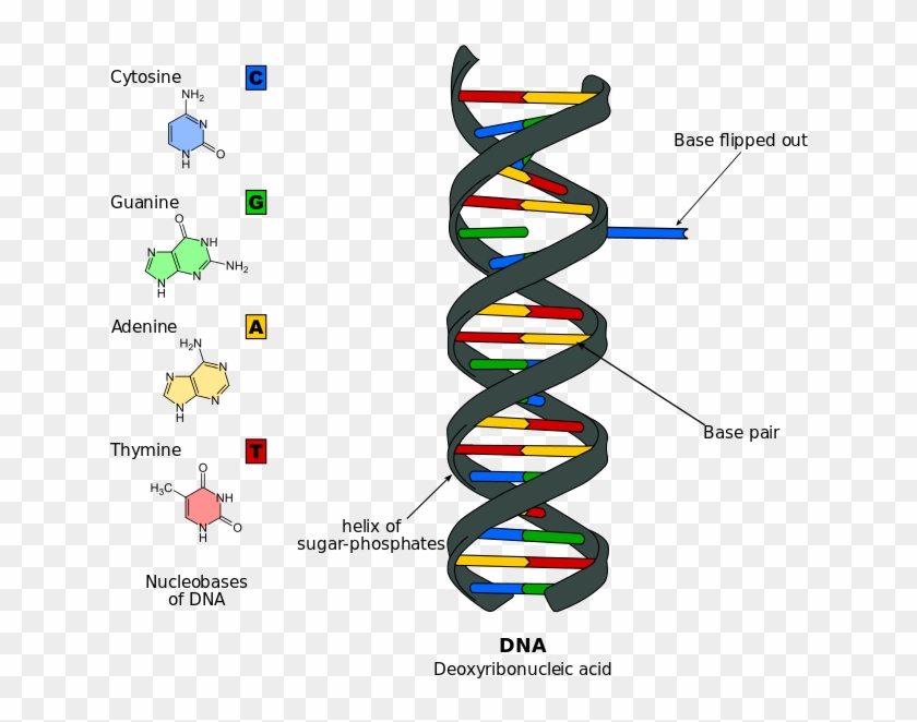 684px Dna Base Flipping - Dna And Rna #748396