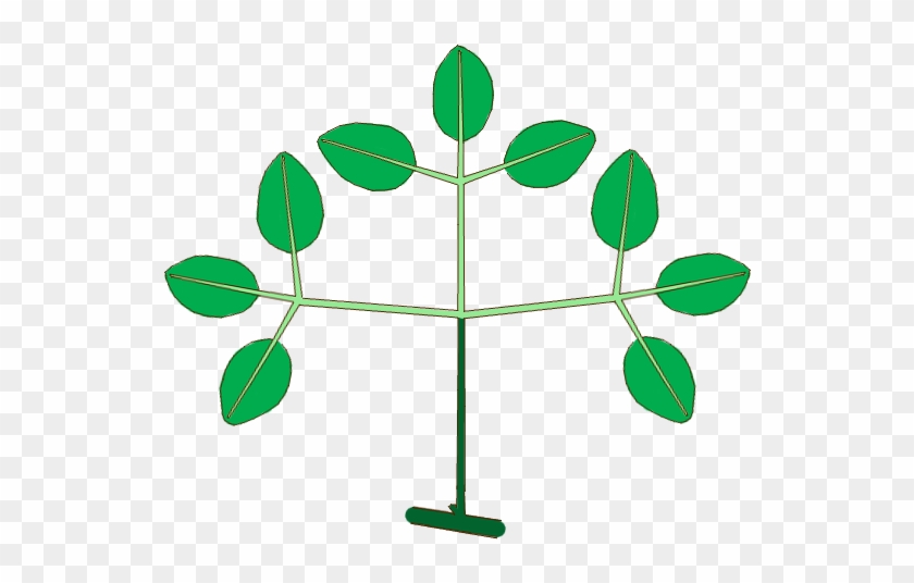 Leaf Morphology Type Ternately-compound Biternate - Leaf Morphology Type Ternately-compound Biternate #759143