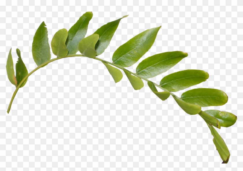 Leaves Png Hd - Leaf Png #759176