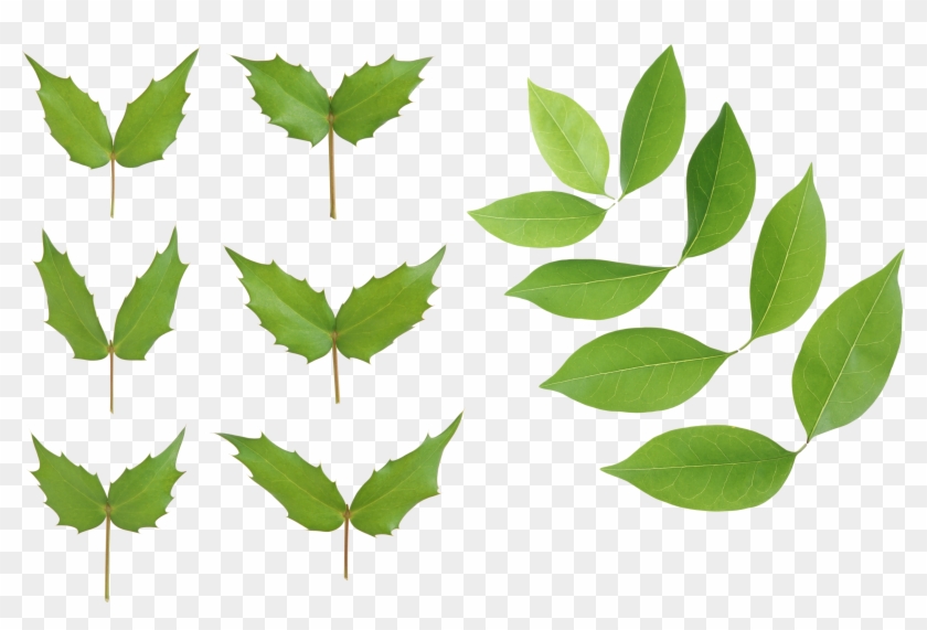 Green Leaves - Portable Network Graphics #760765