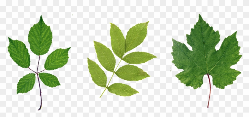 Green Leaf Png Hd - Leaf #760872