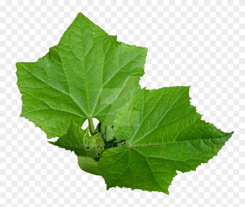 Leaves Of Cucumber On A Transparent Background - Leaves With No Background #761052