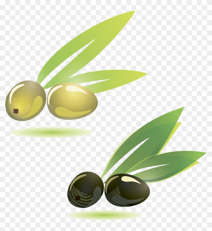 Olive Branch Illustration - Vector Graphics #761163